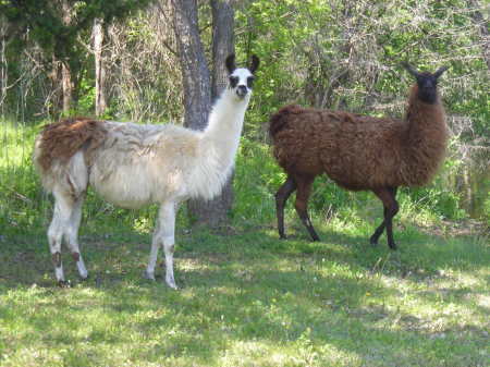 My Llamas