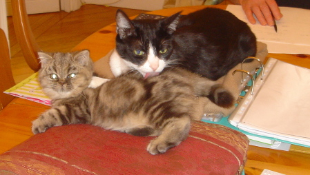 Parisian kitties hanging out in apartment