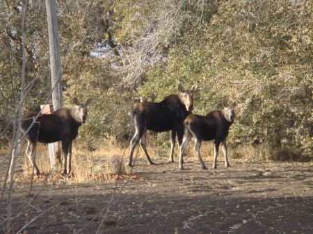 Our moose family