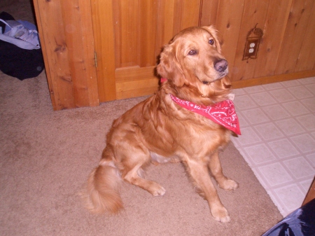 Bailey in our Cabin Kitchen