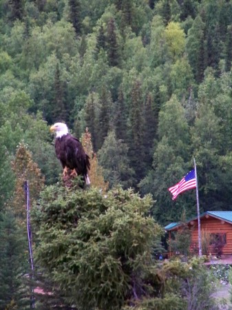 EAGLE IN ALASKA, AUGUST, 2008.