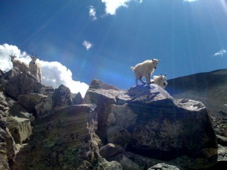 Mountain Goats on Gray's Peak