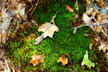 a Small patch of green