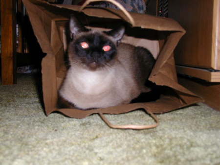 Buttons. my Siamese.. LOVES boxes n bags