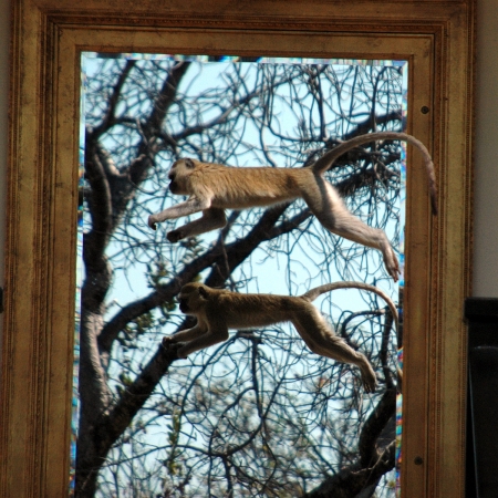 Vervet Monkey