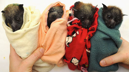 baby bats