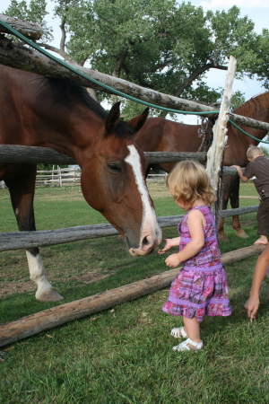 Feeding the horses.