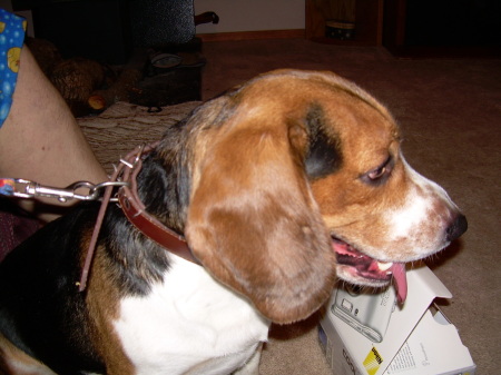 My beagle - Buddy