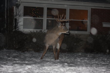 Michael Cassini's album, Deer in the 'hood