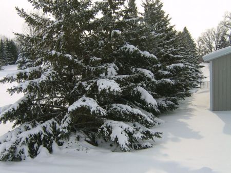 Robert Piotrowski's album, Snow in Minnesota