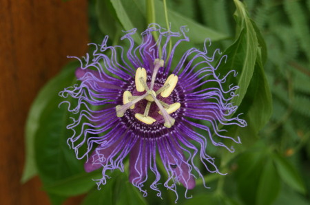 flower, Sonoran Desert Museum, August 2008