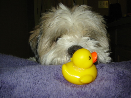 Skooter wants the duck