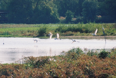 The Heinz Bird Sanctuary