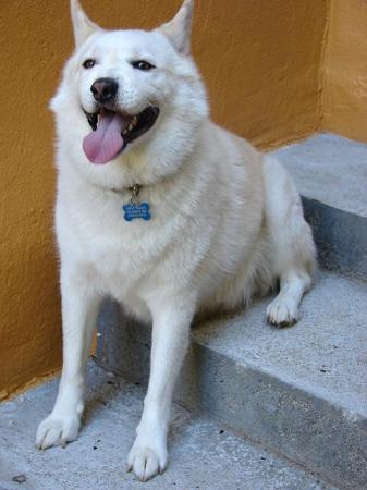 Chupy-American Eskimo Dog aka "Underbite Dog"