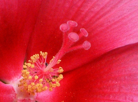 red Flower