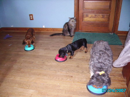 L to R: Karamel, Mouser, Onyx, and Muffin