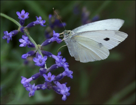 white butterfly