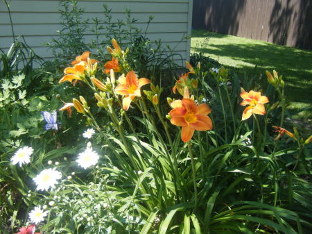 2008_0706mygarden0009