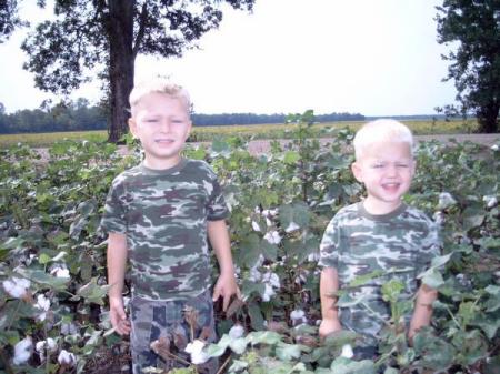 Cotton tops in a cotton field! - 07