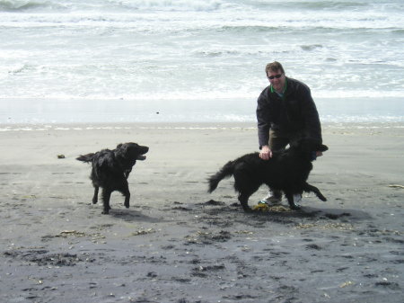 Doggies on the beach