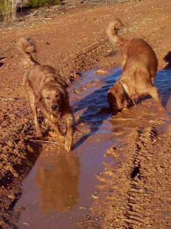 DASHIELL AND PARKER