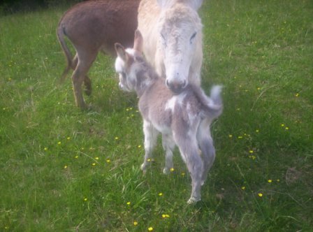 Our Baby Donkey