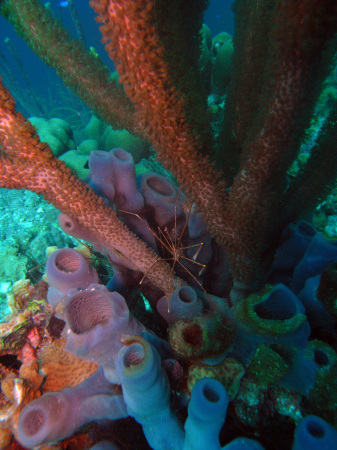 Tube Sponges in Bonaire NA