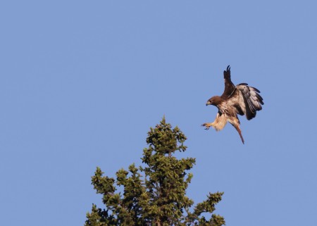 Redtail Hawk