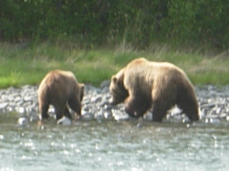 Grizzly and yearling cub