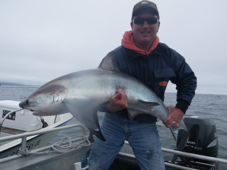 Thresher shark