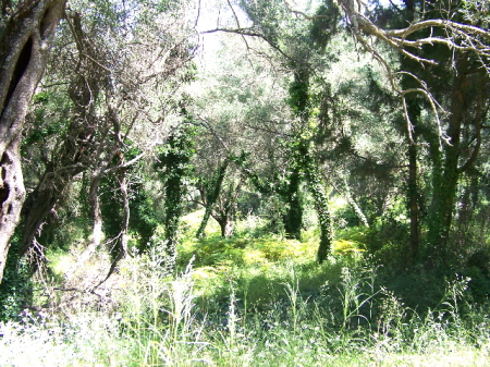 Lush olive grove (Greece, June 08)