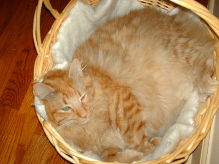 "Jacob~O'Brien"..1 of our 4 cats...