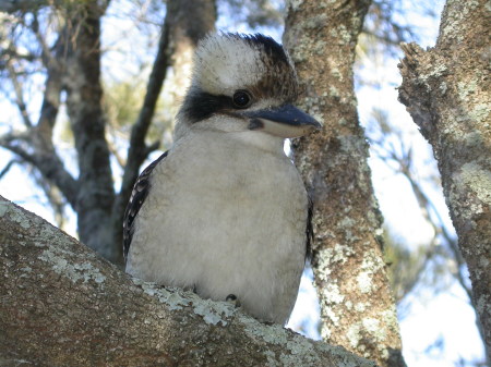 kookaburrajwild_july2004