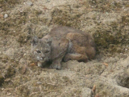 Baby Mountain Lion near our house