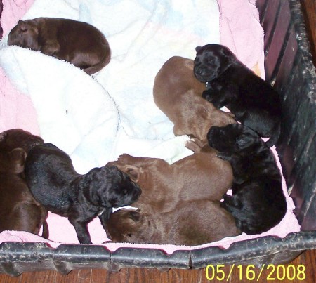 8 - 5 day old puppies
