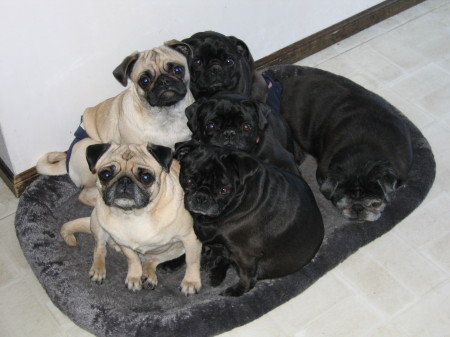 Pug Pile