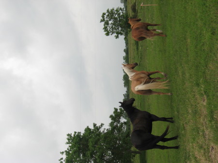 our horses