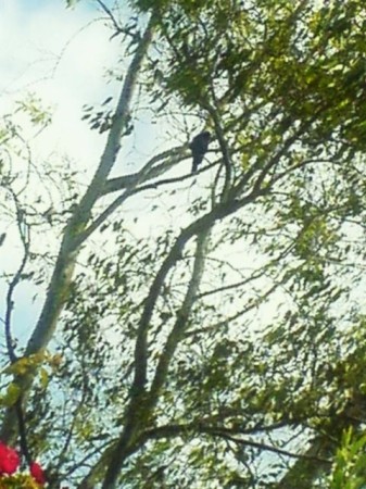 James Humphrey's album, Foliage