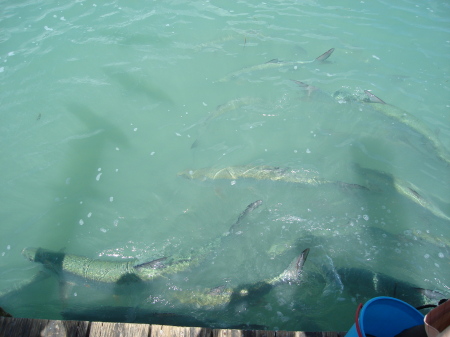 Big Tarpon