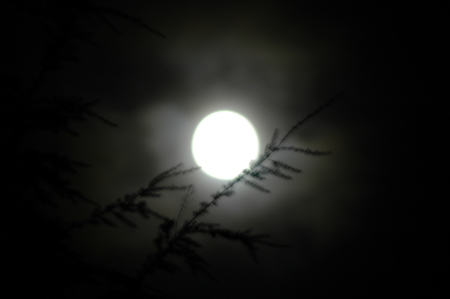 Moonlite evening...