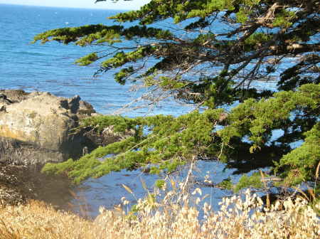 Sea Ranch, Summer