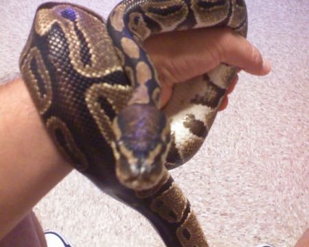 This is Obie!  My pet snake