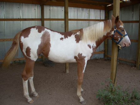 My new baby, Rowdy.