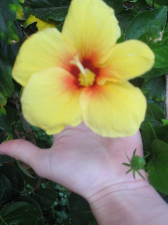 Pretty flower in Hawaii