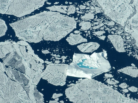 Polar Bear swimming pool