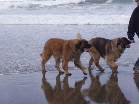 Our Leonberger Dogs