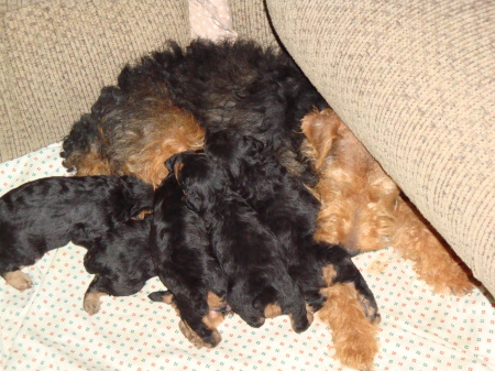Bonnie and her litter of 6.