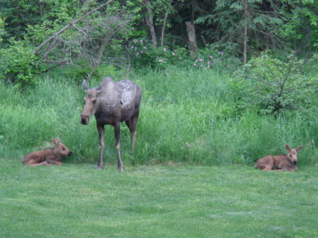 Moose and twin calves in the back yard.