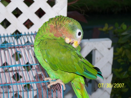 Parakeet