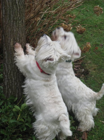 Our Westies, Oliver and Chester